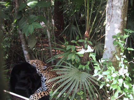 Jaguars Cuddling3
